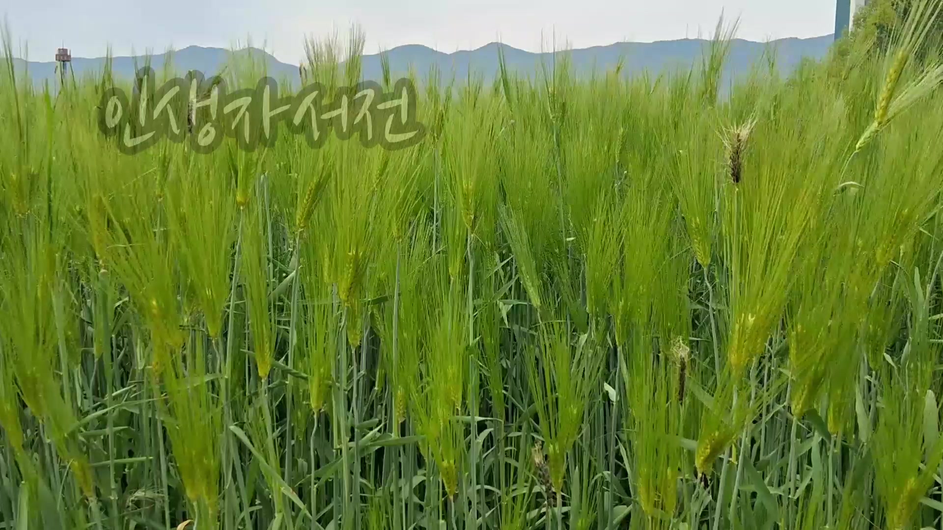[충북영상자서전] 증평군노인복지관 기억의조각 이수호님