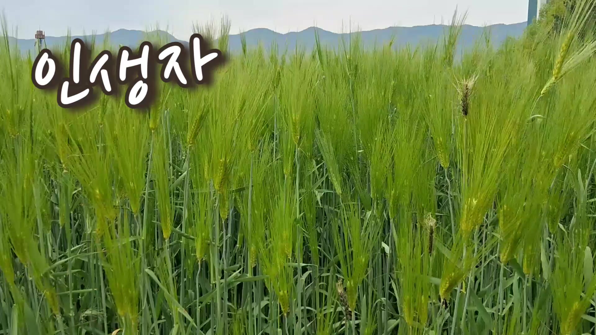 [충북영상자서전] 증평군노인복지관 기억의조각 고성옥님